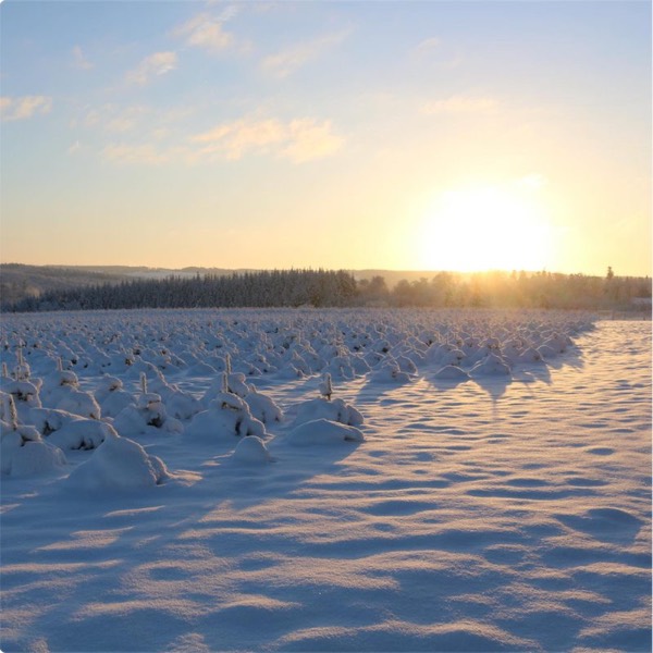Verschneite Weihnachtsbaumkultur im Sonnenuntergang
