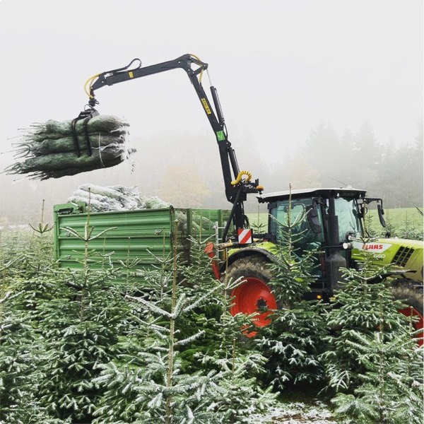 Traktor mit Kran verlädt eingenetzte Weihnachtsbäume